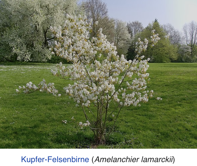 Amelanchie Amelanchie