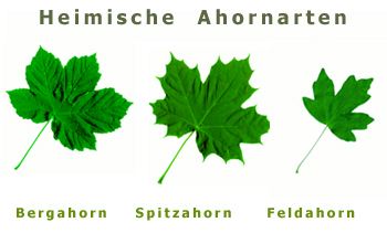 Heimische Ahornarten